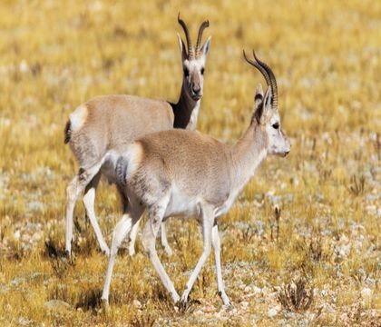 青海西寧+可可西里自然保護(hù)區(qū)+察爾汗鹽湖+青海湖+茶卡鹽湖5日4晚私家團(tuán)