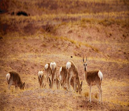 西寧+青海湖+茶卡鹽湖+可可西里自然保護(hù)區(qū)+烏素特水上雅丹地質(zhì)公園5日4晚跟團(tuán)游