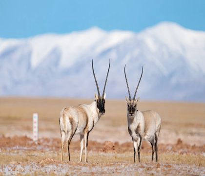 青海西寧+格爾木+可可西里自然保護(hù)區(qū)+青海湖+茶卡鹽湖+甘肅張掖+嘉峪關(guān)+敦煌9日8晚跟團(tuán)游